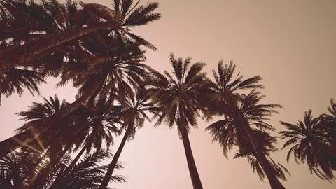 Underside of the coconuts tree with clear sky and shiny sun イラスト素材