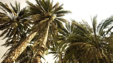 Underside of the coconuts tree with clear sky and shiny sun イラスト素材