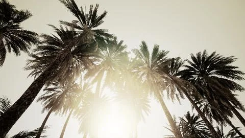 Underside of the coconuts tree with clear sky and shiny sun Stock Illustration