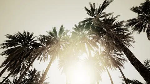 Underside of the coconuts tree with clear sky and shiny sun 스톡 일러스트