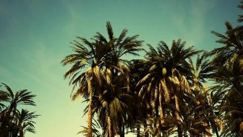 Underside of the coconuts tree with clear sky and shiny sun Stock Illustration