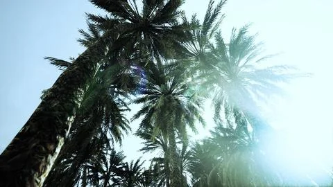 Underside of the coconuts tree with clear sky and shiny sun Stock Illustration