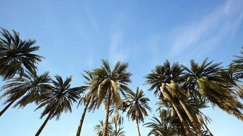 Underside of the coconuts tree with clear sky and shiny sun Stock Illustration