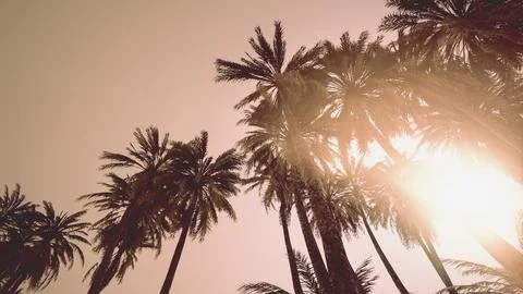 Underside of the coconuts tree with clear sky and shiny sun Stock Illustration