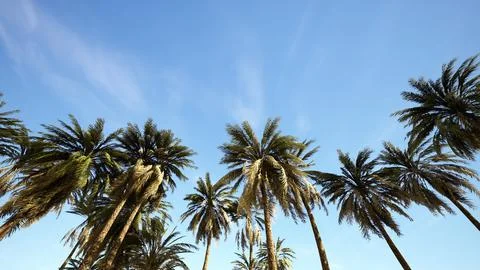Underside of the coconuts tree with clear sky and shiny sun Stock Illustration
