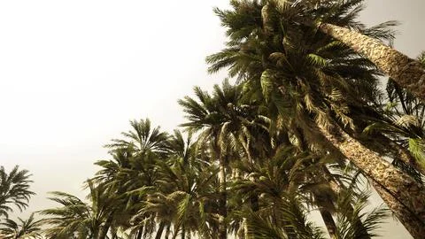 Underside of the coconuts tree with clear sky and shiny sun Photos
