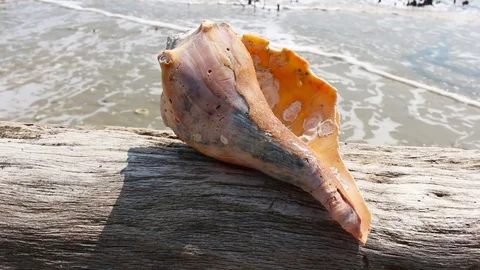 Underside of a conch sitting on a piece of driftwood by the sea. Vídeos de archivo 76058511