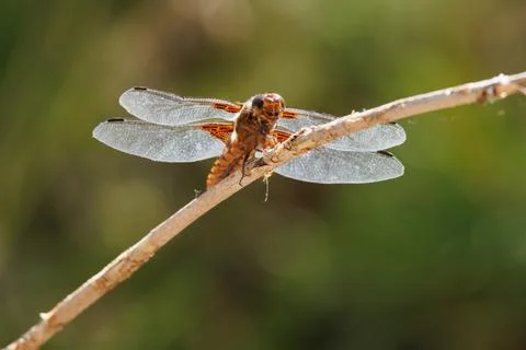 Underside of a dragonfly Libellula depressa perched on the end of a reed Stock Photos