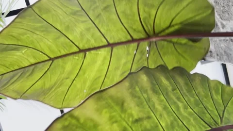 Underside of Elephant Ear leaf blowing in the wind 스톡 동영상 274652117