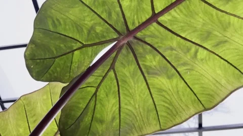 Underside of Elephant Ear leaf blowing in the wind 스톡 동영상 274652118