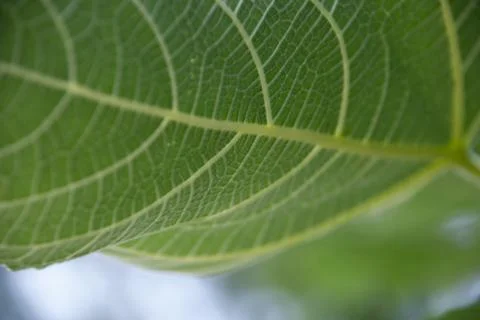 The underside of fig leaf Foto stock