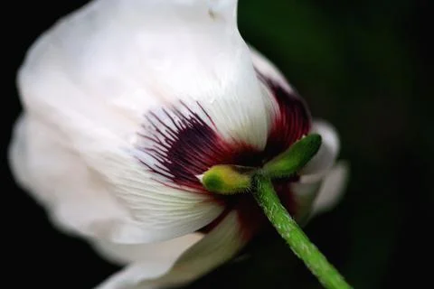 Underside of flower Stock Photos