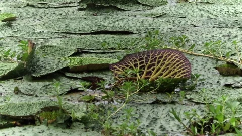 Underside of giant water lily leaf in a freshwater wetland Видео 337928782