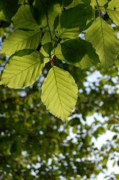 Underside of green beech leaves Stock Photos