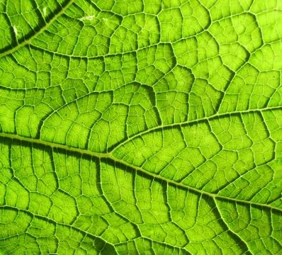 Underside Of A Green Leaf Stock Photos
