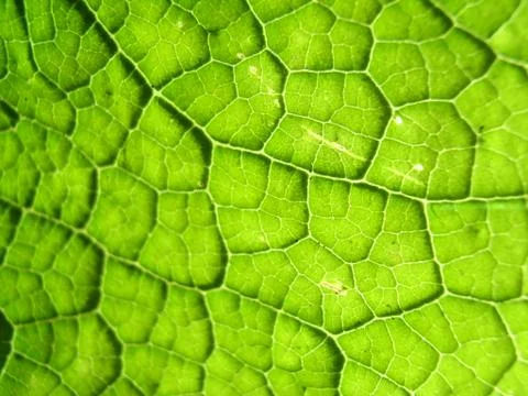 Underside Of A Green Leaf Stock Photos