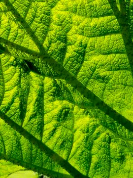 Underside of a Gunnera leaf full frame Foto stock