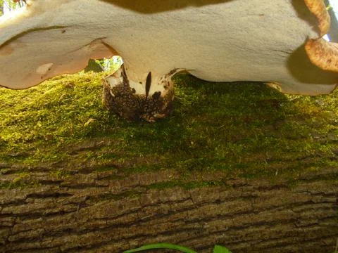 Underside of large bracket fungus on mossy fallen log, temperate forest Stock Photos