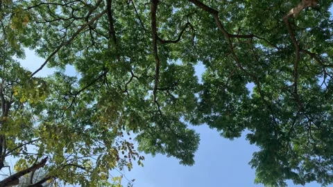 Underside of large tree with beautiful canopy reflecting light 스톡 동영상 168504629