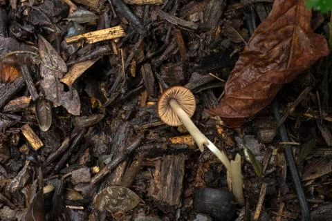 The underside of the liberty cap mushroom. Stock Photos