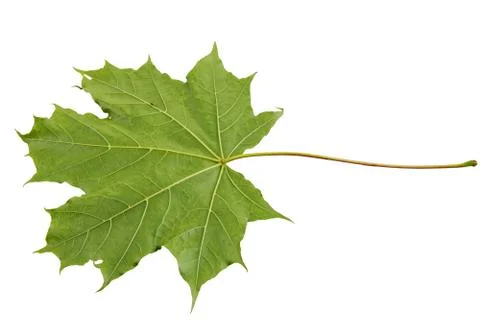 Underside maple leaf on a white background Stock Photos
