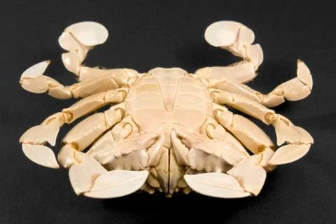 Underside of a moon crab Stock Photos