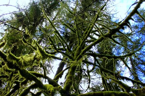 Underside of a moss covered tree Stock Photos