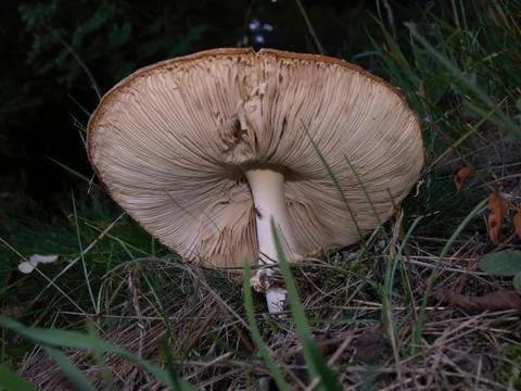 Underside of a mushroom with lots of strips Stock Photos