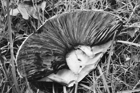 Underside of mushroom Stock-Fotos