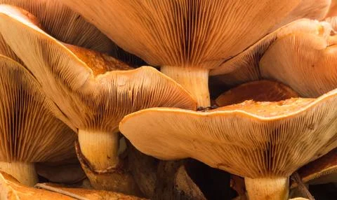 Underside mushrooms Stock Photos
