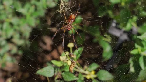 Underside orb weaver with decapitated grub Stock Footage 250358033