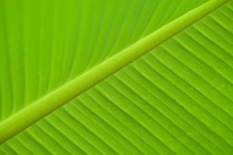 Underside of Palm Leaf Stock Photos