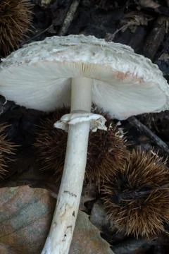 The underside of the Parasol Mushroom. Stock Photos