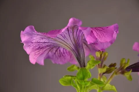 Underside of a petunia flower Stock-Fotos