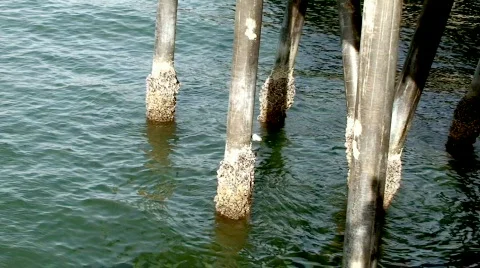 Underside of Pier Stock Footage 110388