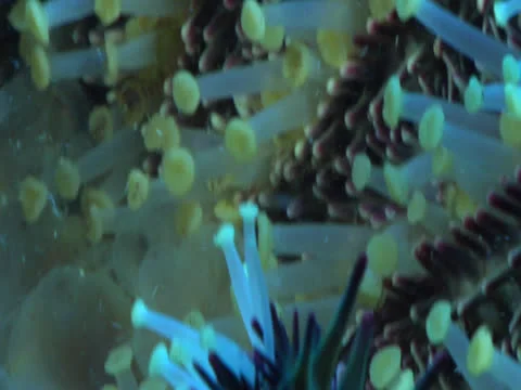 Underside of Sea Star Legs Stock Footage 25162803