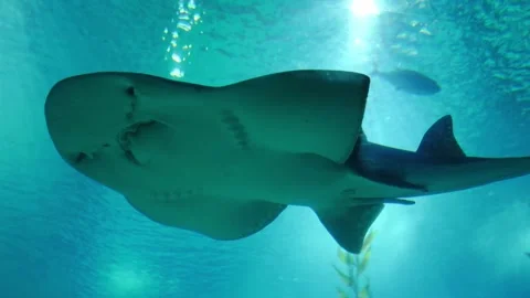 Underside of a Shark Ray swimming in blue aquarium water with sunlight rays Stock Footage 331010304