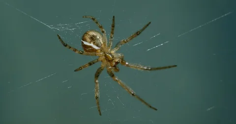 Underside of spider in it's web reacting to movement Stock Footage 113152255