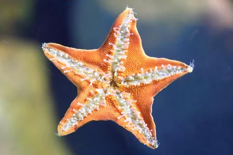 Underside of the starfish Stock Photos