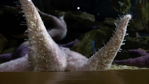 Underside of a starfishes tentacles showing and moving around alien like Video stock 145682443