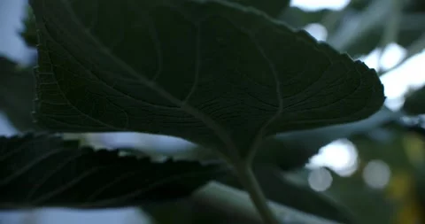 Underside of a Sunflower Leaf Stock Footage 292725569