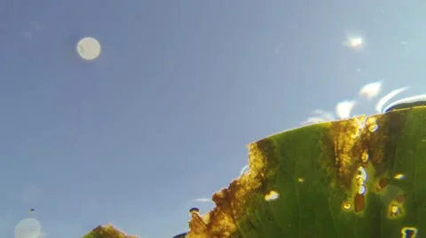 Underside of a tattered edge of a floating water lily leaf Stock Footage 55310516