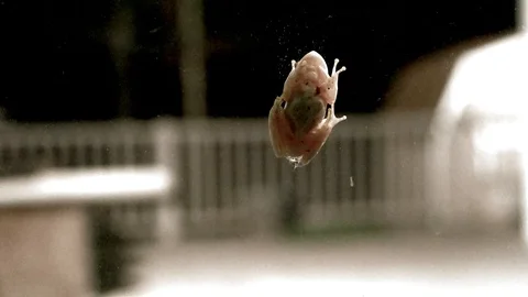 Underside of tiny green frog reveals rapid heartbeat and breathing, Video stock 128320007