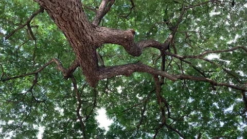 Underside of tree canopy reflecting shimmering sunlight reflected off of water Stock Footage 222967723