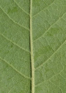 Underside of a tree leaf. Stock Photos