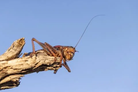 Underside view of a cricket perched on a piece of wood. One short antenna o.. Foto stock