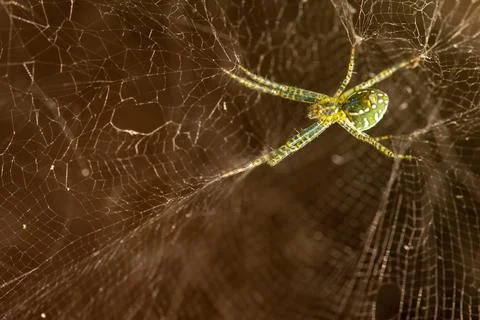 Underside View of Green Orb Weaver Spider on Web Stock Photos