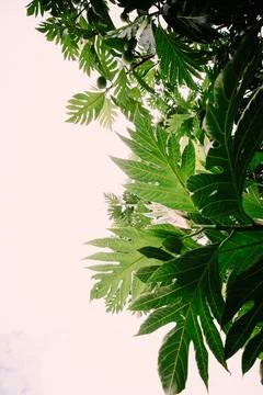Underside View of Hawaiian Breadfruit and Green Leaves Stock Photos