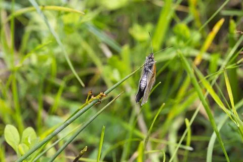 Underside View of Meadow Brown Butterfly on Blade of Grass in Summer Meadow Stock Photos