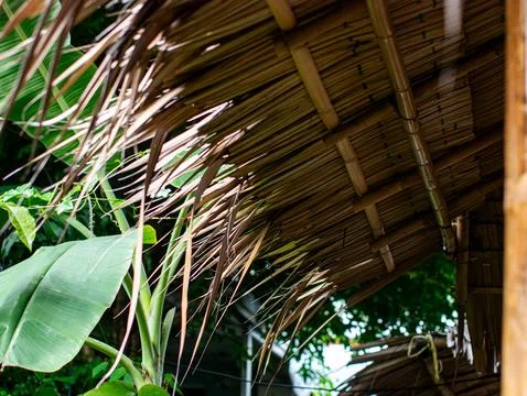 Underside View of Palm Thatch Roof with Banana Leaves and Bamboo Frame 库存照片